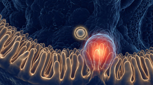 KPV peptide : 5 raisons pourquoi ce tripeptide cible naturellement les zones inflammées du côlon